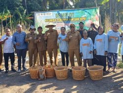 Wabup Helmi Umar Hadiri Panen Tomat Demplot Desa Tawa, Program TEKAD Tunjukkan Hasil Nyata 